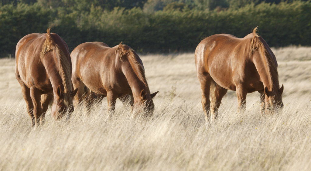 Ask The Vet Gastroenterology with Dr. Amy Polkes Outside Rein