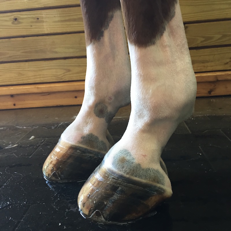 Pumped Up Kicks, Part Three Ask the Farrier Outside Rein
